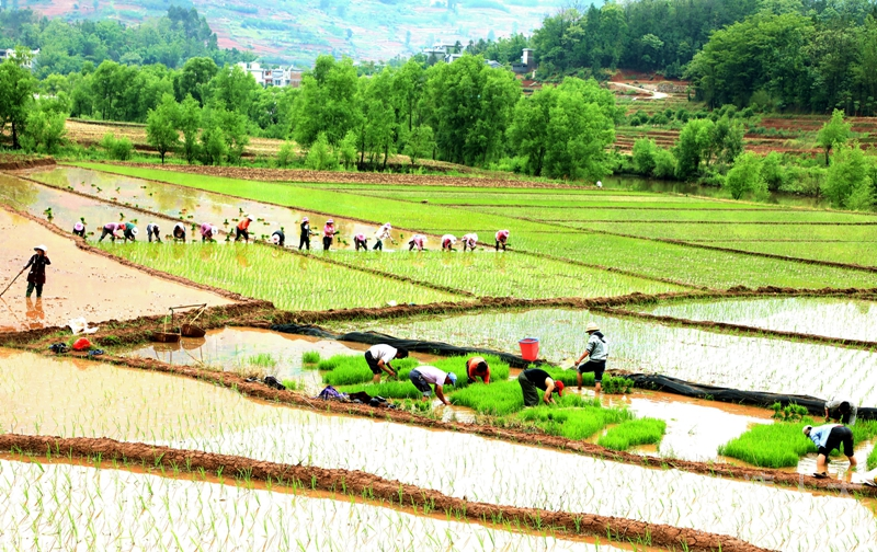 阿耶村生态水稻栽植现场_副本.jpg