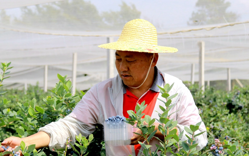 张乔顺为民办实事照片（发展蓝莓种植产业）_副本.jpg